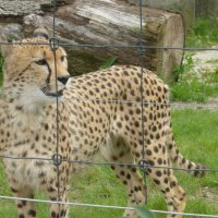Narresume-Ausflug Basler Zoo